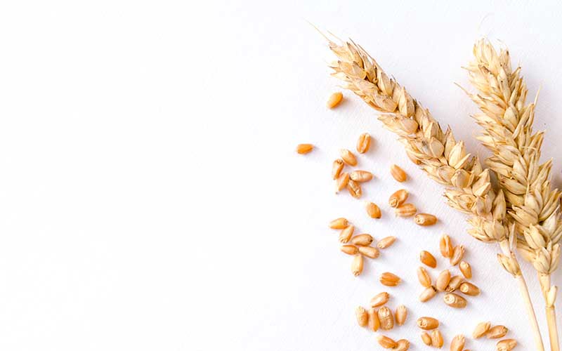 Benefits of wheat